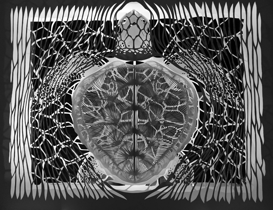 Turtle, 2016 — view 5